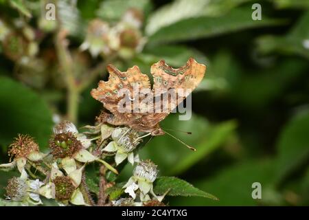 Comma Butterfly, 'Polygonia c-album', Butterfly on BlackBerry Blossom, largement répandu, Hampshire, Angleterre, Royaume-Uni Banque D'Images