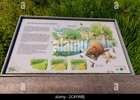 Stein, Limbourg Sud / pays-Bas. 21 juin 2020 le signe d'information qui dit: Le castor de Hemelbeek, les castors ont vécu dans la prairie Banque D'Images