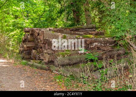 Vieux troncs d'arbres abattus empilés entre les arbres et une végétation verte abondante sur le côté d'un chemin dans la forêt, jour ensoleillé de printemps Banque D'Images
