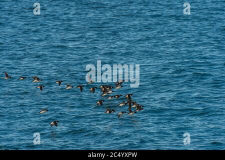 Un troupeau de guillemots de Brünnich ou guillemot de Brunnich (Uria lomvia) survolant l'océan Arctique près d'Alkefjellet, qui est l'un des plus grands animaux de la région Banque D'Images