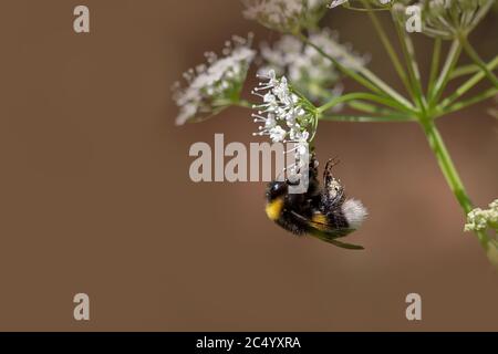 Un pollinisateur d'insectes recueille le miel. Abeille sur fleurs sauvages blanches sur la pelouse, macro. Banque D'Images