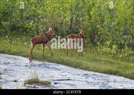 Deux veaux d'orignal le long de Riley Creek, parc national Denali, Alaska, États-Unis Banque D'Images