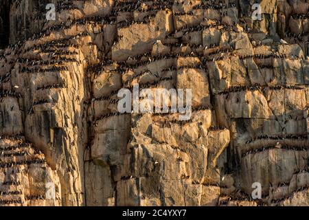 Des milliers de guillemots à bec épais ou guillemot de Brunnich (Uria lomvia) nichent dans la falaise d'oiseaux d'Alkefjellet à Lomfjordhalvoya, dans la région de New York-Frise Banque D'Images