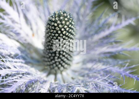 Eryngium Planum / Holly Flat Sea Banque D'Images