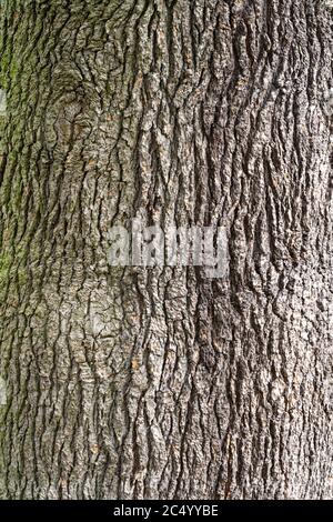 Tronc / écorce de cèdre / cèdre du Liban (Cedrus libani) arbre Banque D'Images