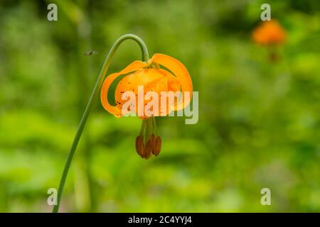 Gros plan d'une fleur de lys de Columbia (Lilium columbianum) dans le parc riverain le long de la rivière Wenatchee à Leavenworth, État de Washington de l'est, États-Unis Banque D'Images