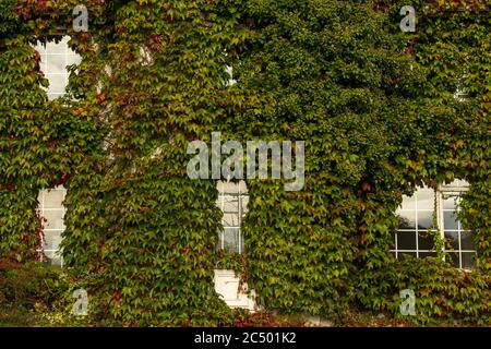 Scène automnale avec façade de maison de campagne originale couverte à Boston Ivy ou Parthenocissus Tricuspidata Veitchi le jour d'automne ensoleillé Banque D'Images