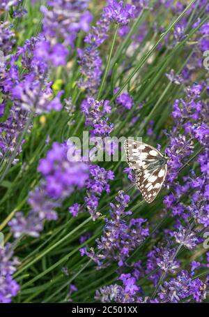 Papillon blanc en marbré Melanargia galathea sur une plante de lavande violette pendant l'été dans le sud de l'Angleterre, Royaume-Uni Banque D'Images