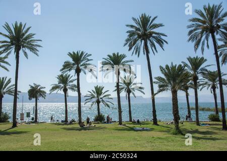 Grands palmiers (Phoenix dactylifera) sur la rive est de la mer de Galilée, également connue sous le nom de lac Tiberias. Ein Gev, Israël Banque D'Images