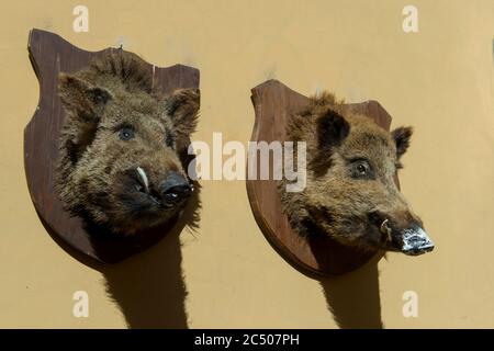 Scène de rue avec des têtes de sanglier sur un mur d'un boucherie dans la ville de Norcia dans la province de Pérouse dans le sud-est de l'Ombrie, Italie. Banque D'Images