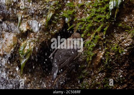 Balancier (cinclus cinclus) récolte de la nourriture pour ses poussins. Banque D'Images