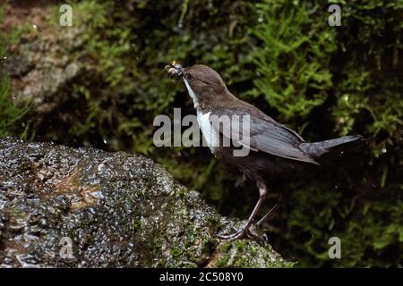 Balancier (cinclus cinclus) récolte de la nourriture pour ses poussins. Banque D'Images