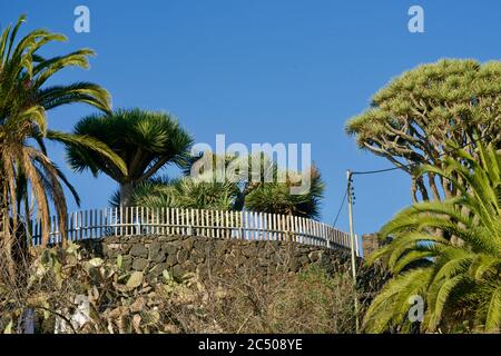 Des arbres de dragon sous le ciel bleu de la Palma Banque D'Images