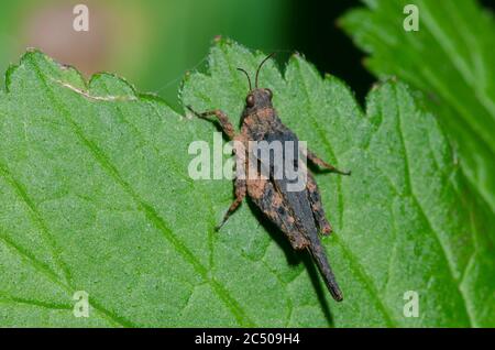 Obscure Pygmy Grasshopper, Tetrix arenosa Banque D'Images