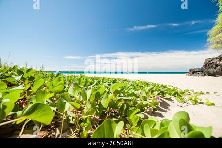 Hawaii USA - octobre 31 2014; scène tropicale idyllique de plage arrière-plan avec plage matin gloire plante premier plan. Plage tropicale, Hawaï. Banque D'Images