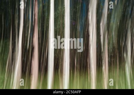 Grands arbres sur la côte de Hamakua, plantation d'eucalyptus forestière. Banque D'Images