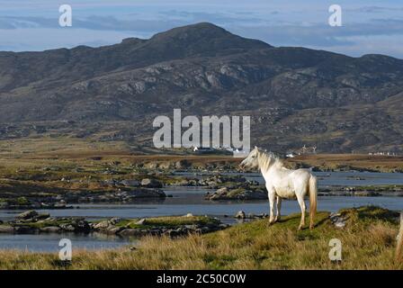 Un poney D'ERISKAY errant sauvage en admirant le paysage du LOCH BOISDALE, UIST SUD, HÉBRIDES EXTÉRIEURES, ÉCOSSE Banque D'Images