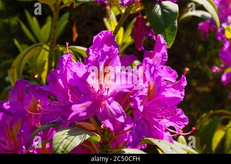 Floraison printanière. Gros plan sur les pétales d'une fleur de rhododendron rose-violet. Banque D'Images