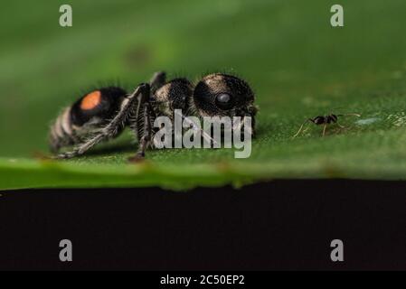 Un velours de la forêt équatoriale équatorienne, pas vraiment un fourmis mais une guêpe femelle sans aigres. Banque D'Images