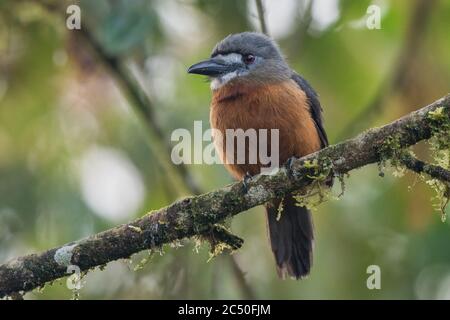 Un nunbird à fond blanc (Hapaloptila castanea), un oiseau rare de la forêt tropicale andine d'Amérique du Sud. Banque D'Images