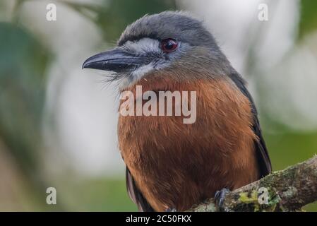 Un nunbird à fond blanc (Hapaloptila castanea), un oiseau rare de la forêt tropicale andine d'Amérique du Sud. Banque D'Images