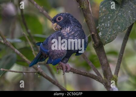 Perroquet à ailes de bronze (Pionus chalcopterus) perché dans un arbre en Équateur. Banque D'Images