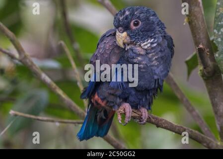 Perroquet à ailes de bronze (Pionus chalcopterus) perché dans un arbre en Équateur. Banque D'Images