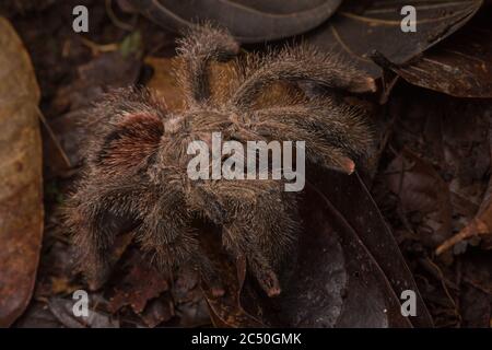 Une grande tarantula poilue probablement une espèce Avicularia dans la forêt équatoriale équatorienne la nuit. Banque D'Images