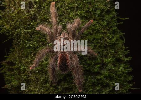 Une grande tarantula poilue probablement une espèce Avicularia dans la forêt équatoriale équatorienne la nuit. Banque D'Images