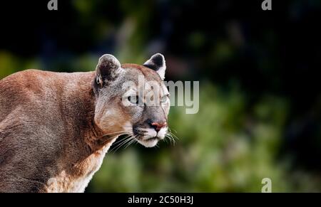 Portrait de la belle Puma. Cougar, lion de montagne, puma, panthère, pose frappante, scène dans les bois, faune Amérique Banque D'Images