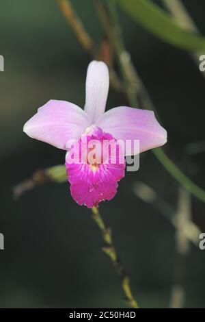 Orchidée de bambou (Arundina graminifolia), fleur, Costa Rica, Boca Tapada Banque D'Images