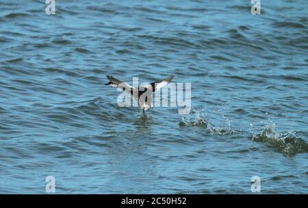 Grebe slavonien (Podiceps auritus), qui s'envole de l'eau dans le plumage d'eclipse, pays-Bas Banque D'Images