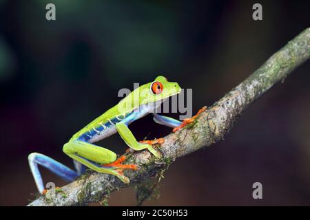 La grenouille à oeil rouge, la grenouille à oeil rouge, la grenouille à oeil rouge, la grenouille à oeil rouge, la grenouille à oeil rouge (Agalychnis callidryas), est assise sur une branche, Costa Rica, Horquetas Sarapiqui Banque D'Images