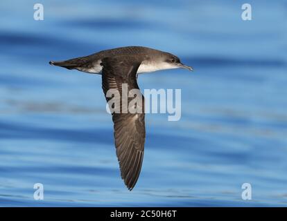 Yelkouan shearwater (Puffinus yelkouan), en vol sur l'océan, vue latérale, France, Hyères Banque D'Images