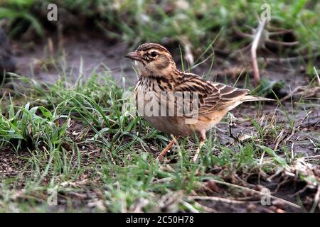 Lark à bout court rufous (Alaudala somalica megaensis, Alaudala megaensis), debout dans une herbe courte, Éthiopie, plaine de Liben Banque D'Images