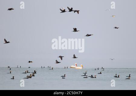 Pélican dalmatien (Pelecanus crispus), avec nage des grands cormorans hivernant, et survolant la Grèce, le lac Kerkini Banque D'Images