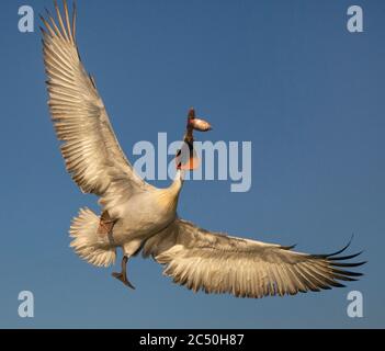 Pélican dalmatien (Pelecanus crispus), pêche en milieu d'air, Grèce, lac Kerkini Banque D'Images