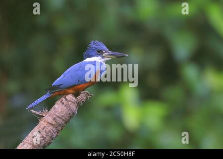 un kingfisher annelé (Megaceryle torquata), homme est assis sur une branche, Costa Rica, Boca Tapada Banque D'Images