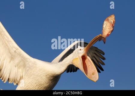 Pélican dalmatien (Pelecanus crispus), pêche en milieu d'air, Grèce, lac Kerkini Banque D'Images