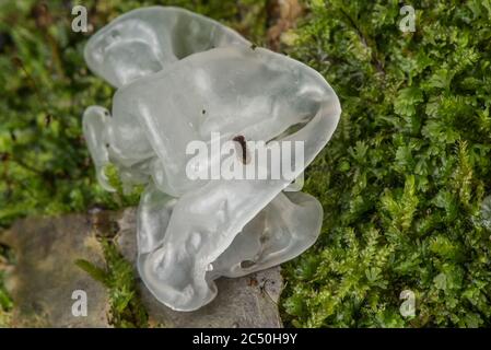 Un champignon de la neige (Tremella fuciformis) des forêts tropicales de l'Équateur. Banque D'Images