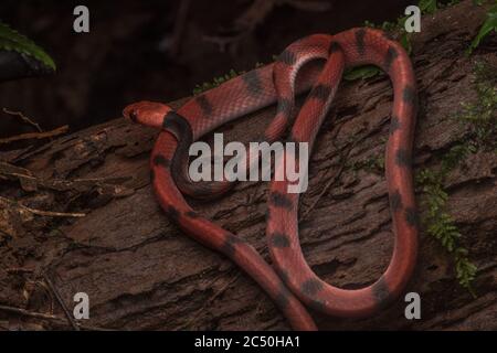 Un jeune serpent plat tropical (Siphlophis compressus) frôle dans la forêt équatoriale équatorienne. Banque D'Images