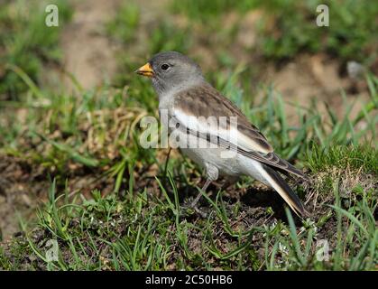 finch (Montifringilla nivalis), Juvenile perché sur le sol, France, le Monetier-les-bains Banque D'Images