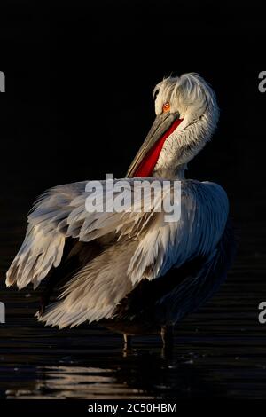 Pélican dalmatien (Pelecanus crispus), debout sur le rivage de préening, Grèce, lac Kerkini Banque D'Images