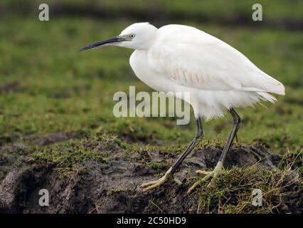 Petit aigrette (Egretta garzetta), perching dans un pré, vue latérale, pays-Bas Banque D'Images