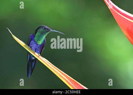 Woodnymphe couronné, Violet couronné Woodnymphe (Thalurania colombica), homme assis sur une fleur d'Heliconia, Costa Rica, Sarapiqui Banque D'Images