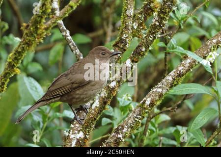 Vol de montagne (Turdus plebejus), perching sur une branche sur un arbre, vue latérale, Costa Rica, Parc national de Los Quetzales Banque D'Images