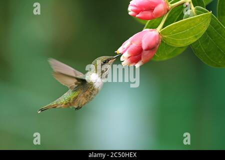 Colibri volcan (Selasphorus flamula), femelle aspirant nectar à une fleur en vol stationnaire, vue latérale, Costa Rica, Parc national de Los Quetzales Banque D'Images