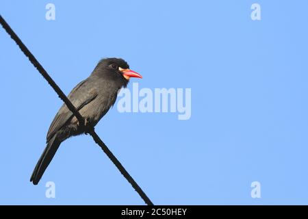 Nunbird à front blanc (Monasa morphoeus), perching sur une ligne aérienne, vue latérale, Costa Rica Banque D'Images