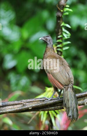 Chachalaca à tête grise (Ortalis cinereiceps), perches sur une branche, Costa Rica, la Fortuna Banque D'Images