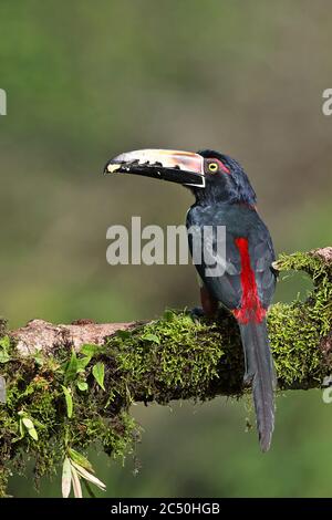 Aracari (Pteroglossus torquatus), perches sur une branche, vue arrière, Costa Rica, Boca Tapada Banque D'Images